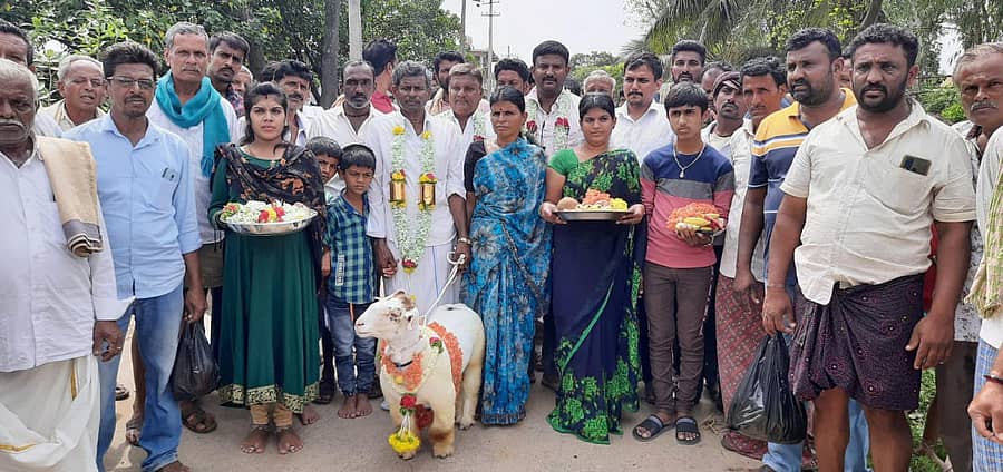 ಮಳವಳ್ಳಿ ತಾಲ್ಲೂಕಿನ ದೇವಿಪುರ ಗ್ರಾಮದಲ್ಲಿ ₹1.91 ಲಕ್ಷಕ್ಕೆ ಮಾರಾಟವಾದ ಬಂಡೂರು ಟಗರನ್ನು ಮೆರವಣಿಗೆ ಮಾಡಲಾಯಿತು