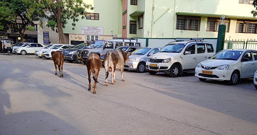 ಚಿತ್ರದುರ್ಗದ ರೋಟರಿ ಶಾಲೆ ಮುಂಭಾಗ ನಿಂತಿರುವ ಟ್ಯಾಕ್ಸಿ, ಟ್ರಾವೆಲ್ಸ್ ವಾಹನಗಳು