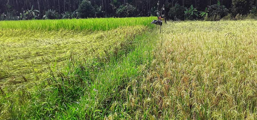 ಕೊಪ್ಪದ ಕಾರಂಗಿಯಲ್ಲಿ ಕೃಷಿಕ ಕೆ.ಎ.ಕೇಶವ ಅವರು ಬೆಳೆದಿರುವ ವಿವಿಧ ತಳಿಯ ಭತ್ತದ ಫಸಲು.