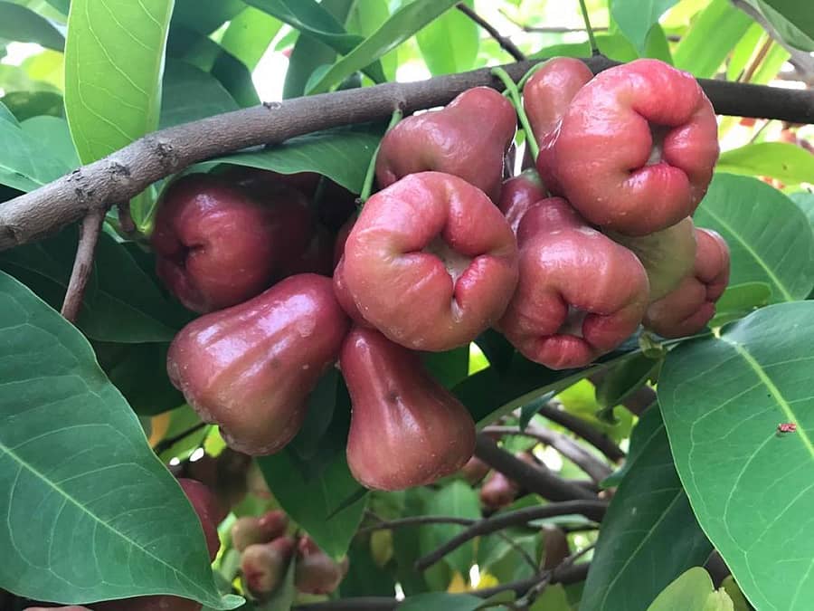 2020ರಲ್ಲಿ ತಾರಸಿ ಮೇಲೆ ಬೆಳೆದಿದ್ದ ವಾಟರ್ ಆ್ಯಪಲ್.