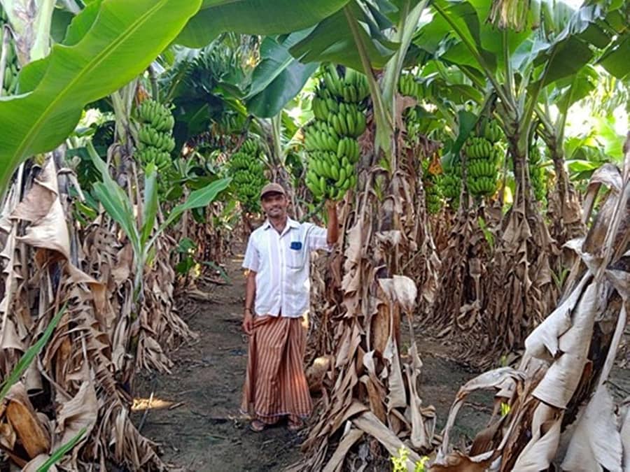 ಕುಕನೂರು ತಾಲ್ಲೂಕಿನ ಇಟಗಿ ಗ್ರಾಮದಲ್ಲಿ ಬಾಳೆ ಫಸಲಿನಲ್ಲಿ ಯಶಸ್ಸು ಕಂಡ ರೈತ ಶಿವಪ್ಪ