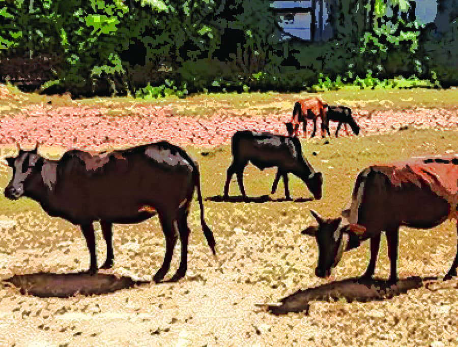 ಸಾಂದರ್ಭಿಕ ಚಿತ್ರ