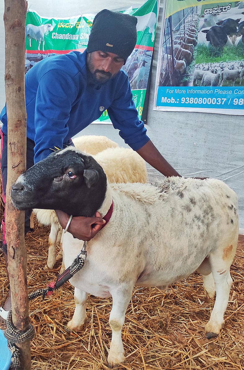 ಕೃಷಿ ಮೇಳದಲ್ಲಿ ಪ್ರದರ್ಶನಕ್ಕಿರುವ ಡಾರ್ಪರ್ ತಳಿಯ ಟಗರು - ಪ್ರಜಾವಾಣಿ ಚಿತ್ರ