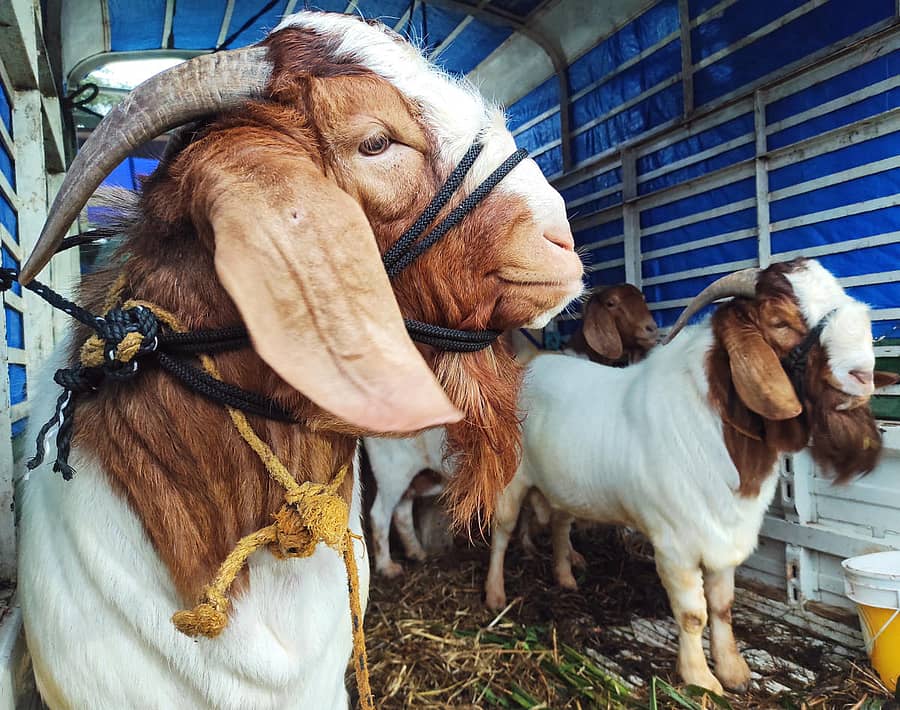 ಕೃಷಿ ಮೇಳಕ್ಕೆ ಬಂದಿರುವ ಗೋಯರ್ ತಳಿಯ ಮೇಕೆ