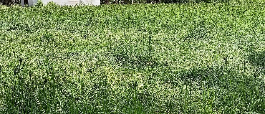 ತುರುವೇಕೆರೆ ತಾಲ್ಲೂಕಿನ ಹೊಲವೊಂದರಲ್ಲಿ ನೆಲ ಕಚ್ಚಿರುವ ರಾಗಿ ಬೆಳೆ