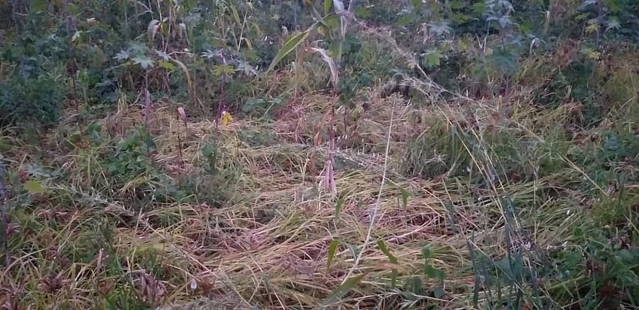 ಹೊಲದಲ್ಲಿ ನೆಲಕ್ಕೆ ಒರಗಿದ ರಾಗಿ