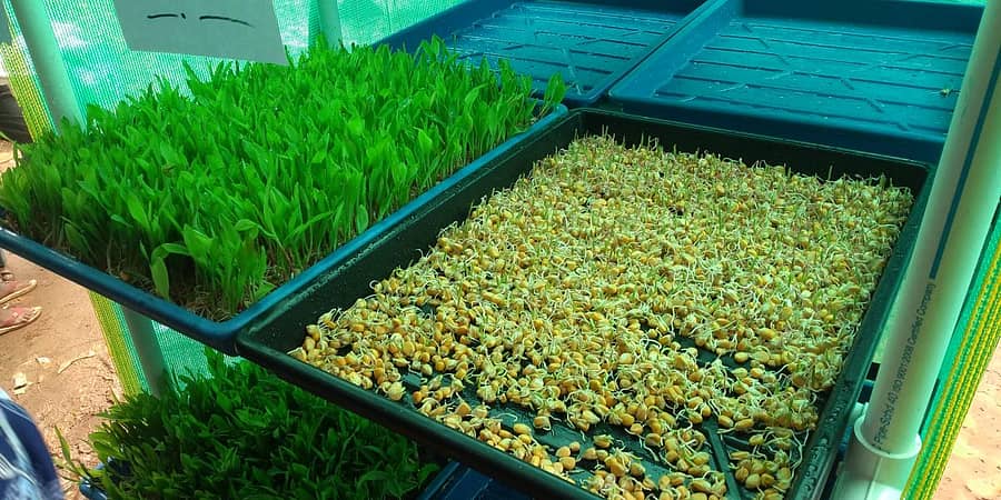 ಹೈಡ್ರೊಫೋನಿಕ್ಸ್ ವಿಧಾನದಲ್ಲಿ ಬೆಳೆದಿರುವ ಜೋಳದ ಮೇವು –ಪ್ರಜಾವಾಣಿ ಚಿತ್ರ