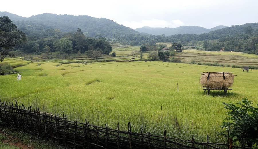 ಜೊಯಿಡಾ ತಾಲ್ಲೂಕಿನ ಡೇರಿಯಾ ಬಳಿ ಕಟಾವಿಗೆ ಸಿದ್ಧವಾಗಿರುವ ಭತ್ತದ ಫಸಲಿನ ಕಣ್ಮನ ಸೆಳೆಯುವ ನೋಟ – ಪ್ರಜಾವಾಣಿ ಚಿತ್ರ: ದಿಲೀಪ ರೇವಣಕರ್.
