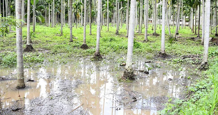 ಶಿವಮೊಗ್ಗ ತಾಲ್ಲೂಕಿನ ಗಾಜನೂರು ಗ್ರಾಮದ ತೋಟದಲ್ಲಿ ನೀರು ನಿಂತಿರುವುದು