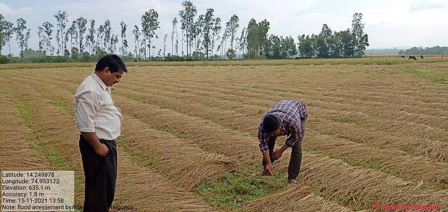 ಸಾಗರ ತಾಲ್ಲೂಕಿನ ತಾಳಗುಪ್ಪ ಹೋಬಳಿಯಲ್ಲಿ ಅಕಾಲಿಕ ಮಳೆಯಿಂದ ಕೊಯ್ಲು ಮಾಡಿದ ಭತ್ತದ ಗಿಡಗಳಿಗೆ ಹಾನಿ ಉಂಟಾಗಿರುವುದನ್ನು ಕೃಷಿ ಇಲಾಖೆ ಅಧಿಕಾರಿಗಳು ಪರಿಶೀಲಿಸಿದರು