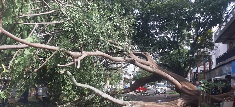 ಮರ ಉರುಳಿ ಬಿದ್ದಿರುವ ದೃಶ್ಯ