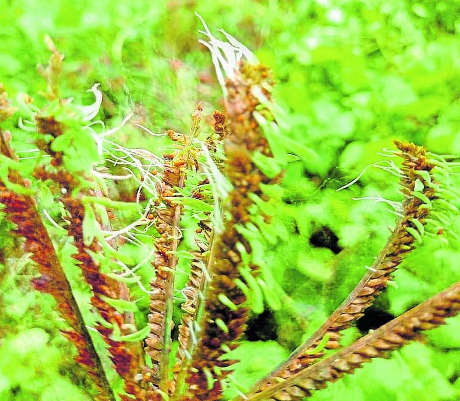 ನಿರಂತರ ಮಳೆಯಿಂದಾಗಿ ರಾಗಿ ತೆನೆ ಮೊಳಕೆ ಒಡೆದಿರುವುದು