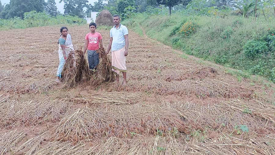 ನಿರಂತರ ಮಳೆಯಿಂದಾಗಿ ರಾಗಿ ಬೆಳೆಗೆ ಹಾನಿಯಾಗಿದೆ.