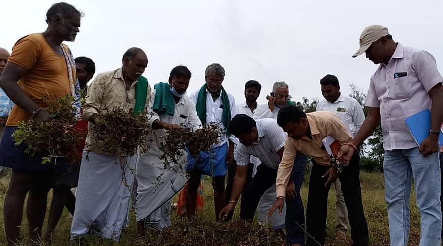 ಚಳ್ಳಕೆರೆಯಲ್ಲಿ ಮಳೆಯಿಂದ ಶೇಂಗಾ ಬೆಳೆ ಹಾಳಾಗಿರುವುದನ್ನು ಗುರುವಾರ ಅಧಿಕಾರಿಗಳು ಹಾಗೂ ರೈತ ಮುಖಂಡರು ಪರಿಶೀಲಿಸಿದರು