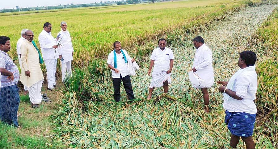 ಸಿಂಧನೂರು ತಾಲ್ಲೂಕಿನ ಬೂದಿಹಾಳ ಕ್ಯಾಂಪಿನ ಜಮೀನೊಂದರಲ್ಲಿ ನೆಲಕ್ಕುರುಳಿರುವ ಭತ್ತದ ಬೆಳೆಯನ್ನು ಮಾಜಿ ಸಂಸದ ಕೆ.ವಿರೂಪಾಕ್ಷಪ್ಪ ಹಾಗೂ ಬಿಜೆಪಿ ಮುಖಂಡರು ಶನಿವಾರ ವೀಕ್ಷಿಸಿದರು