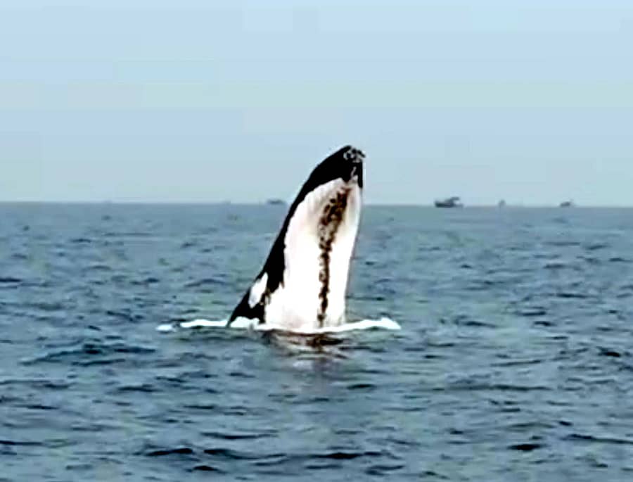 ಭಟ್ಕಳ ಭಾಗದಲ್ಲಿ ಶನಿವಾರ ಆಳಸಮುದ್ರದಲ್ಲಿ ಕಾಣಿಸಿಕೊಂಡ ತಿಮಿಂಗಿಲ