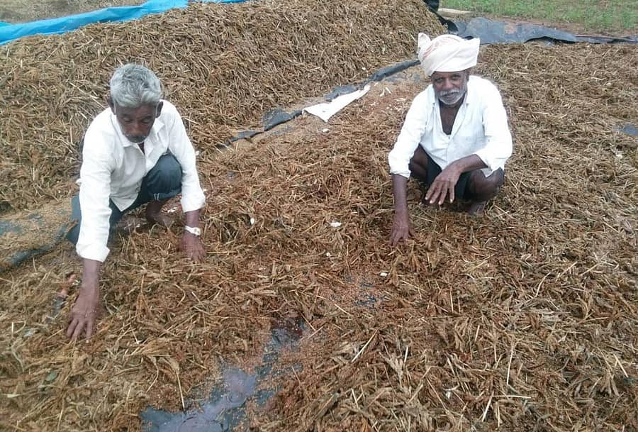 ಕೋಲಾರ ಜಿಲ್ಲೆಯಲ್ಲಿ ಶನಿವಾರ ಮಳೆ ಆರ್ಭಟ ಕೊಂಚ ತಗ್ಗಿದ್ದು, ತೊಟ್ಟಿ ಗ್ರಾಮದಲ್ಲಿ ರೈತರು ರಾಗಿ ತೆನೆಗಳನ್ನು ಒಣಗಿಸುವ ಕಾರ್ಯದಲ್ಲಿ ನಿರತರಾಗಿದ್ದರು