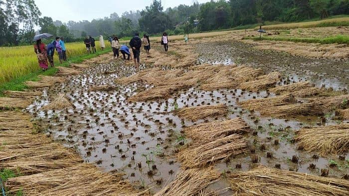 ಬೆಳೆ ನಾಶ