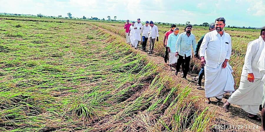 ರಾಯಚೂರು ಜಿಲ್ಲೆಯ ಶಿರವಾರ ತಾಲ್ಲೂಕಿನ ಕವಿತಾಳದಲ್ಲಿ ಅಕಾಲಿಕ ಮಳೆಯಿಂದ ಭತ್ತದ ಬೆಳೆ ಹಾನಿಯಾಗಿದ್ದು, ಸೋಮವಾರ ಶಾಸಕ ಆರ್. ಬಸನಗೌಡ ತುರ್ವಿಹಾಳ್ ಪರಿಶೀಲಿಸಿದರು –ಪ್ರಜಾವಾಣಿ ಚಿತ್ರ