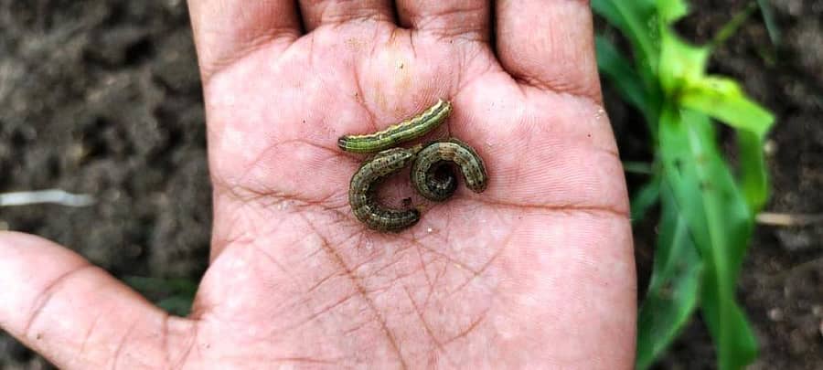 ಸೈದಾಪುರ ಸಮೀಪದ ಬಾಡಿಯಾಳ ಗ್ರಾಮದಲ್ಲಿ ಸೈನಿಕ ಕೀಟಕ್ಕೆ ತುತ್ತಾದ ಜೋಳದ ಬೆಳೆ ಹಾಗೂ ಸೈನಿಕ ಹುಳು