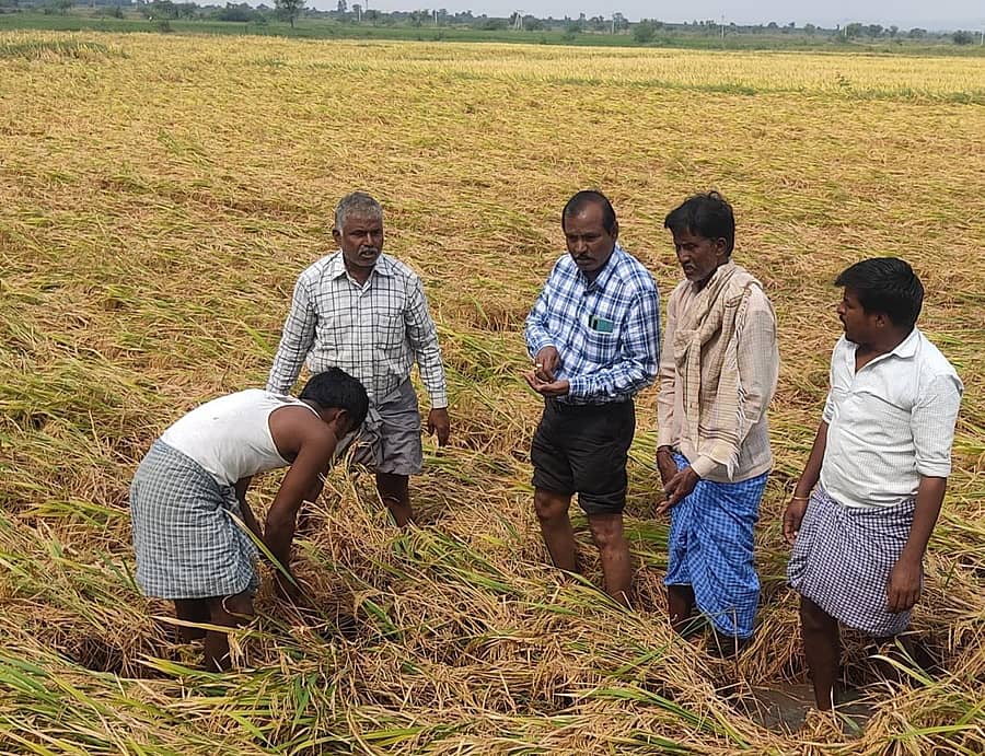 ಜಾಲಹಳ್ಳಿ ಸಮೀಪದ ಮೇದಿನಾಪುರ ಗ್ರಾಮದಲ್ಲಿ ಬುಧವಾರ ತಹಶೀಲ್ದಾರ್ ಶ್ರೀನಿವಾಸ ಚಂಪಾಲ್ ಭತ್ತದ ಹಾನಿ ಪರಿಶೀಲಿಸಿದರು