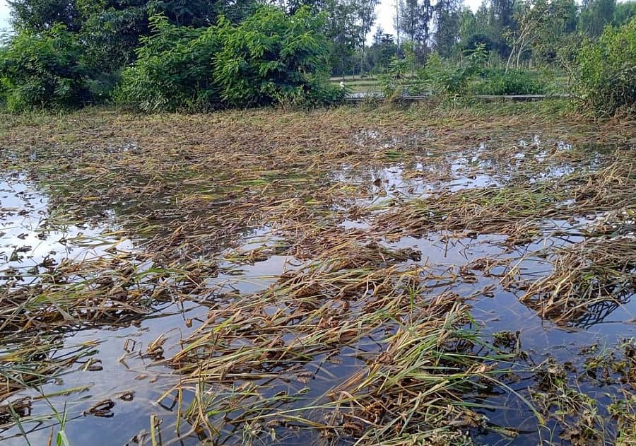 ಕೆಜಿಎಫ್ ಸಮೀಪದ ಬೆನ್ನವಾರ ಗ್ರಾಮದ ಬಳಿ ಮಳೆಯ ನೀರಿನಲ್ಲಿ ಮುಳುಗಿರುವ ರಾಗಿ ಬೆಳೆ