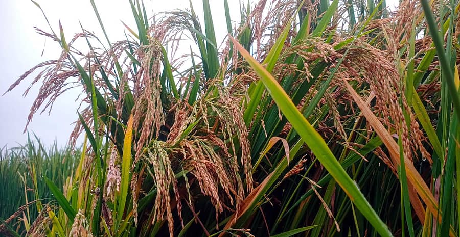 ಯಳಂದೂರು ತಾಲ್ಲೂಕಿನ ಯರಿಯೂರು ಕೆರೆ ಸಮೀಪದ ಗದ್ದೆಯಲ್ಲಿ ಭತ್ತದ ಬೆಳೆ ಹೊಂಬಣ್ಣಕ್ಕೆ ತಿರುಗಿದೆ