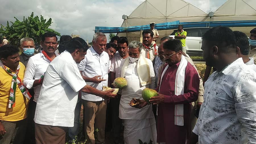 ಬಂಗಾರಪೇಟೆ ತಾಲ್ಲೂಕಿನ ಸೂಲಿಕುಂಟೆ ಪಂಚಾಯಿತಿಯ ಎ.ಗೊಲ್ಲಹಳ್ಳಿಗೆ ಬುಧವಾರ ಭೇಟಿ ನೀಡಿದ್ದ ವಿರೋಧ ಪಕ್ಷದ ನಾಯಕ ಸಿದ್ದರಾಮಯ್ಯ ಅವರು ಮಳೆಗೆ ಕುಂಬಳಕಾಯಿ ಹಾನಿ ಆಗಿರುವುದನ್ನು ವೀಕ್ಷಿಸಿದರು. ಶಾಸಕರಾದ ಎಸ್.ಎನ್.ನಾರಾಯಣಸ್ವಾಮಿ, ಶ್ರೀನಿವಾಸಗೌಡ, ನಂಜೇಗೌಡ ಇದ್ದರು