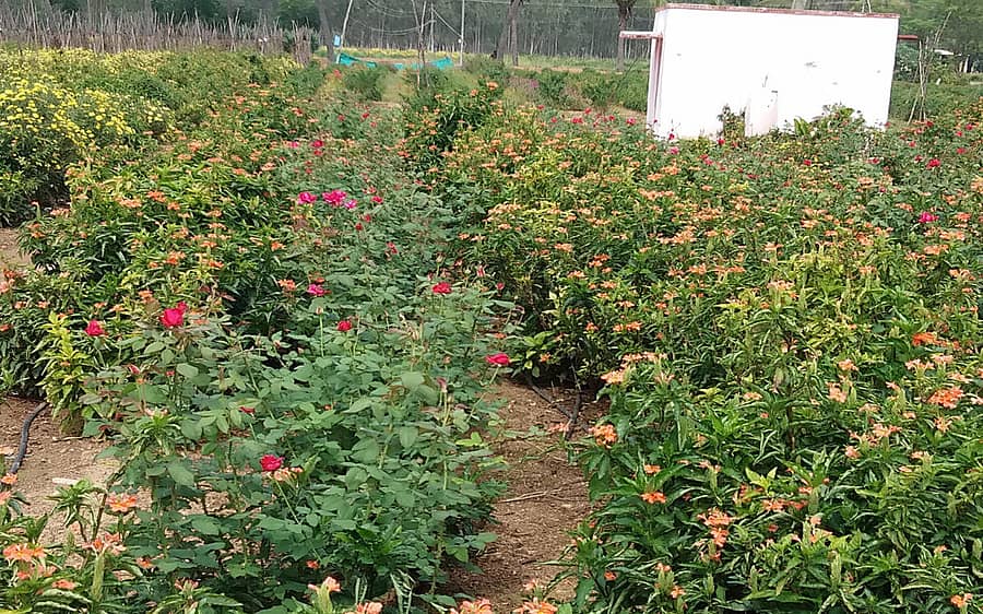 ಮಾಲೂರು ತಾಲ್ಲೂಕಿನ ಕಸಬ ಹೋಬಳಿಯ ದೊಡ್ಡ ಶಿವಾರ ಗ್ರಾ.ಪಂ ವ್ಯಾಪ್ತಿಯ ಕೋಡೂರು ಗ್ರಾಮದ ರೈತ ಆಂಜಿ ಅವರ ಹೊಲದಲ್ಲಿ ಬೆಳೆದಿರುವ ಗುಲಾಬಿ ಮತ್ತು ಕನಕಾಂಬರ ಹೂ