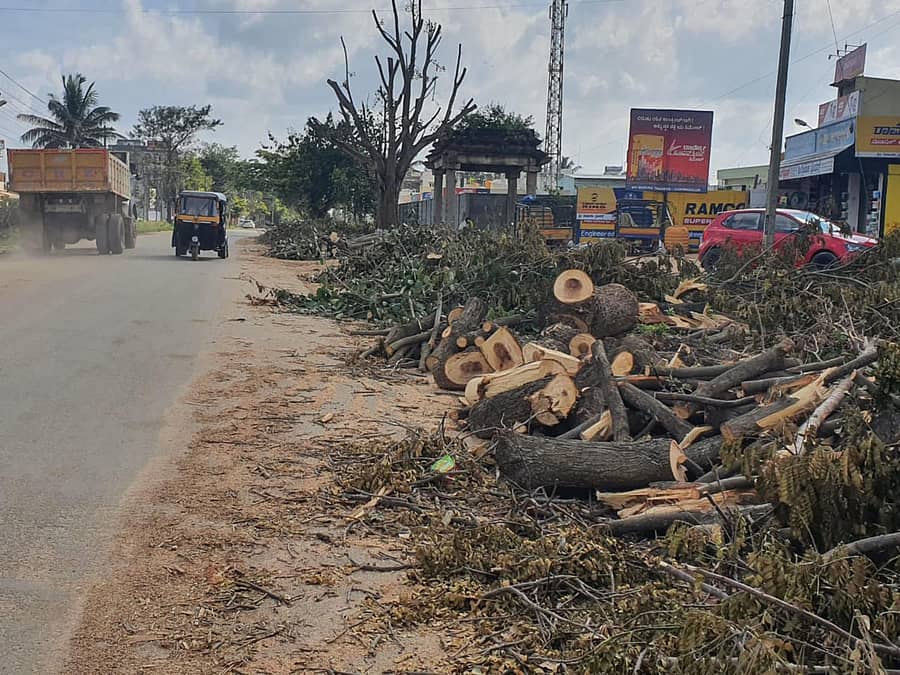 ಚಿಕ್ಕಮಗಳೂರಿನ ಬೈಪಾಸ್ ರಸ್ತೆಯಲ್ಲಿ ಮರಗಳನ್ನು ಕಡಿದಿರುವುದು.