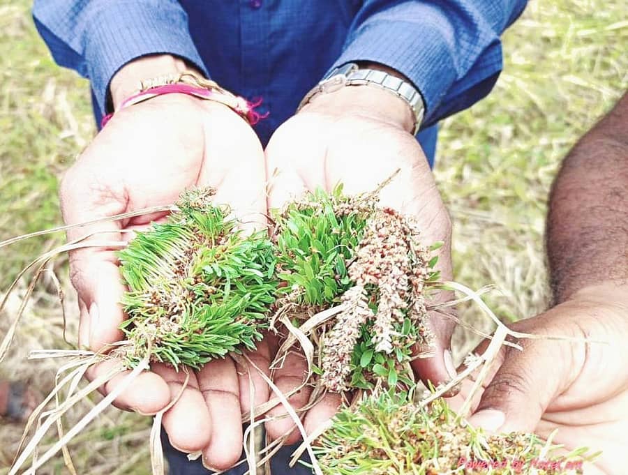 ಮಳೆಯ ಕಾರಣ ತೇವಾಂಶ ಹೆಚ್ಚಾಗಿ ರಾಗಿ ತೆನೆ ಮೊಳಕೆಯೊಡೆದಿರುವುದು
