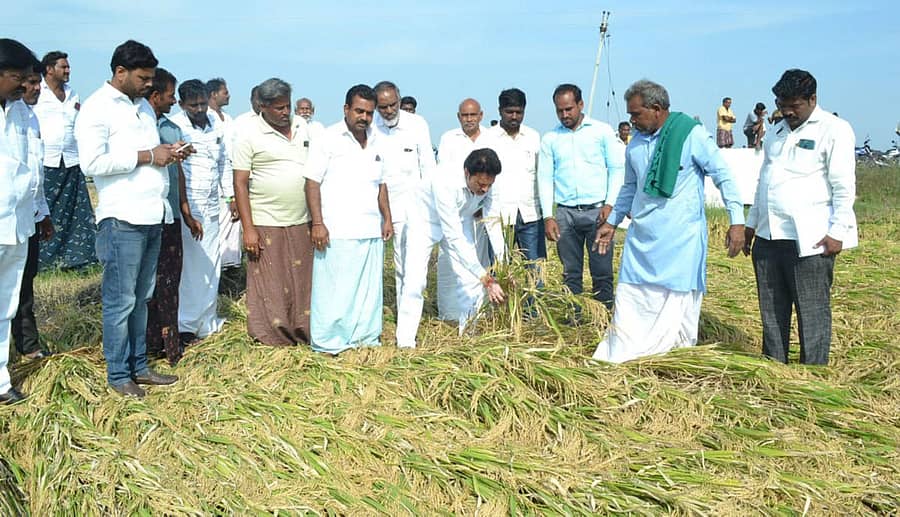 ಮಾನ್ವಿ ತಾಲ್ಲೂಕಿನ ಅಮರೇಶ್ವರ ಕ್ಯಾಂಪಿನ ಬಳಿ ಮಳೆಯಿಂದ ಹಾನಿಗೀಡಾದ ಭತ್ತವನ್ನು ಶಾಸಕ ರಾಜಾ ವೆಂಕಟಪ್ಪ ನಾಯಕ ಪರಿಶೀಲಿಸಿದರು