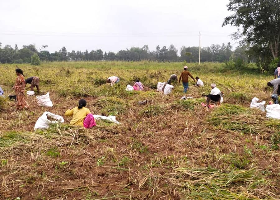 ದೊಡ್ಡಬಳ್ಳಾಪುರ ತಾಲ್ಲೂಕಿನ ನೇರಳೆಘಟ್ಟ ಗ್ರಾಮದಲ್ಲಿ ರಾಗಿ ತೆನೆ ಕೊಯ್ದು ಕೊಟ್ಟು ಮೇವು ಪಡೆಯುತ್ತಿರುವ ರೈತರು