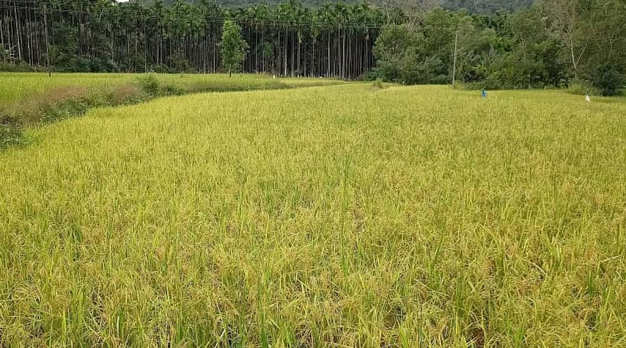 ಕಾಡುಕೋಣ ಹಾವಳಿಯ ನಡುವೆ ರೈತರ ರಕ್ಷಣೆಯಲ್ಲಿ ಬೆಳೆದು ನಿಂತಿರುವ ಭತ್ತದ ಫಸಲು.