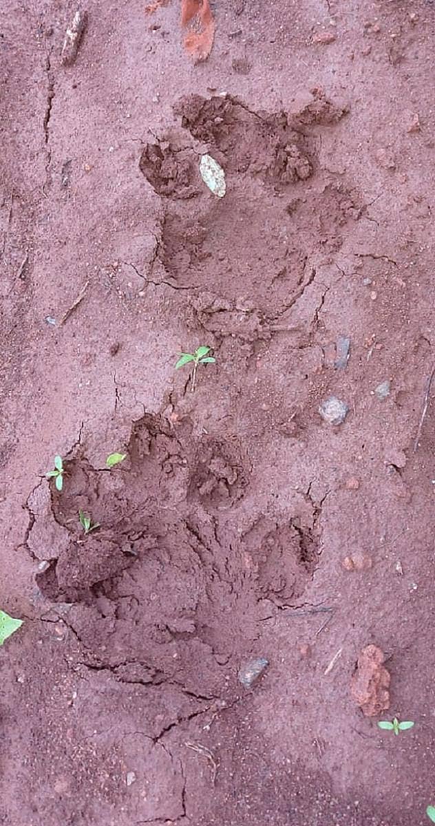 ಗುಂಡ್ಲುಪೇಟೆ ತಾಲ್ಲೂಕಿನ ತ್ರಿಯಂಬಕಪುರದ ಜಮೀನಿನಲ್ಲಿ ಕಂಡು ಬಂದ ಚಿರತೆಯ ಹೆಜ್ಜೆ ಗುರುತು