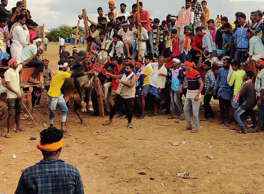ಬಸಾಪೂರ ಗ್ರಾಮದಲ್ಲಿ ನಡೆದ ಹೋರಿ ಹಬ್ಬದಲ್ಲಿ ಹೋರಿ ಹಿಡಿಯಲು ಜನರ ಹರಸಾಹಸ
