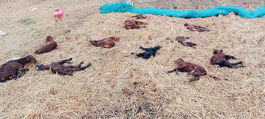 ಸುರಪುರ ತಾಲ್ಲೂಕಿನ ಆಲ್ದಾಳ ಗ್ರಾಮದಲ್ಲಿ ಮಂಗಳವಾರ ಬೀದಿ ನಾಯಿಗಳಿಗೆ ಬಲಿಯಾದ ಕುರಿ ಮರಿಗಳು