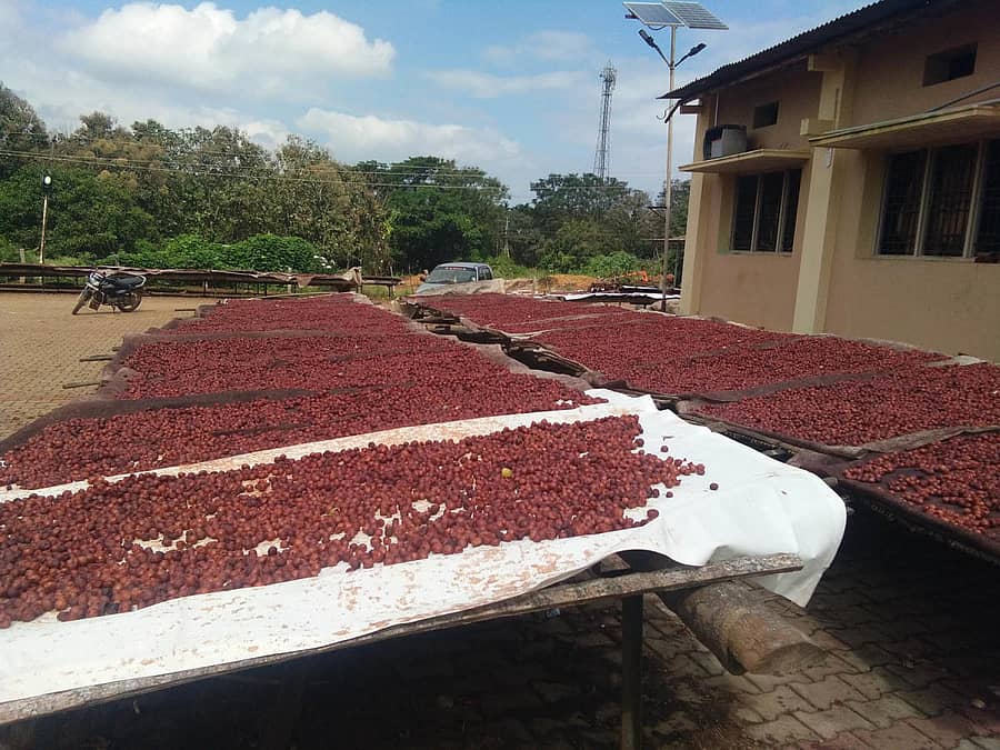 ಚನ್ನಗಿರಿ ತಾಲ್ಲೂಕಿನ ಹರೋನಹಳ್ಳಿ ಗ್ರಾಮದ ಪ್ರಗತಿ ಪರ ದೇವರಾಹ್ ಅವರು ಬಿದಿರಿನ ಚಾಪೆ ಮತ್ತು ಪಾಲಿಥಿನ್ ಕವರ್ ನೆರವಿನಿಂದ ಅಡಿಕೆಯನ್ನು ಒಣಗಿಸುತ್ತಿರುವುದು