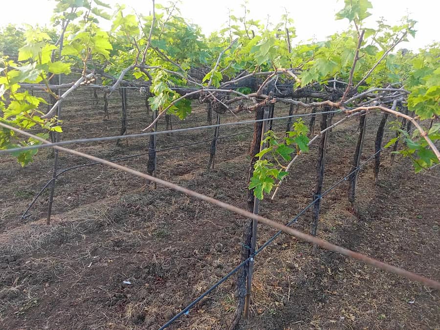 ಅಫಜಲಪುರ ತಾಲ್ಲೂಕಿನ ಬಳೂರ್ಗಿ ಗ್ರಾಮದ ಅಶೋಕ ವೆಂಕಯ್ಯ ಗುತ್ತೇದಾರ ಅವರ ತೋಟದಲ್ಲಿ ಒಂದು ಹೆಕ್ಟೇರ್ ದ್ರಾಕ್ಷಿ ಬೆಳೆ ಹಾಳಾಗಿದೆ