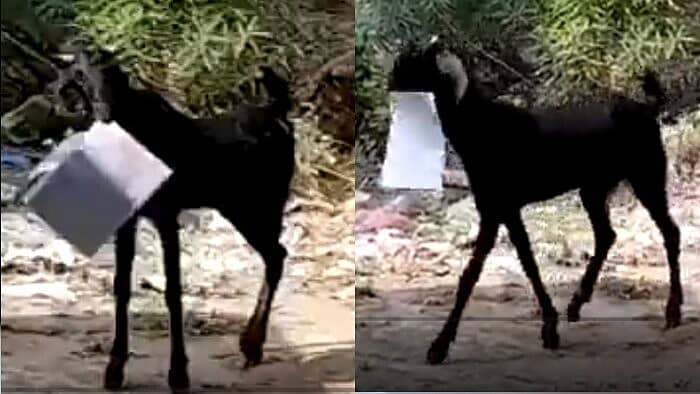 ಕಡತಗಳನ್ನು ಕಚ್ಚಿಕೊಂಡು ಓಡಿದ ಮೇಕೆಯ ವಿಡಿಯೊ ಸ್ಕ್ರೀನ್ಶಾಟ್