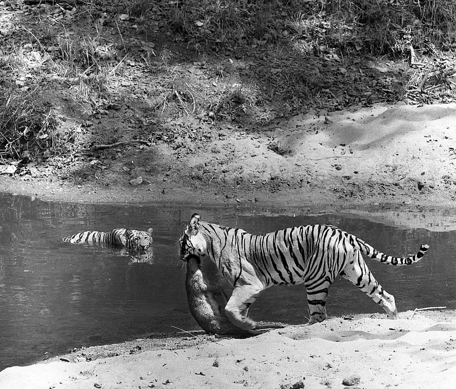 ದಿ ಪ್ರೈಡ್ ಕ್ಯಾಚ್... ಹುಲಿಯೊಂದು ತನ್ನ ಬೇಟೆಯನ್ನು ಹಿಡಿದು ತಂದ ರೋಚಕ ಕ್ಷಣ