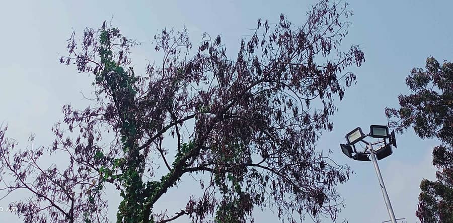 ಸುರಪುರದಲ್ಲಿ ಕೀಟಬಾಧೆಯಿಂದಾಗಿ ಒಣಗಿರುವ ಬೇವಿನ ಮರ