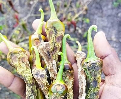 ಕುಂದಗೋಳ ತಾಲೂಕಿನ ಗುಡಗೇರಿಯಲ್ಲಿ ಮಳೆಯಿಂದ ಹಾನಿಯಾಗಿರುವ ಮೆಣಸಿನಕಾಯಿ ಬೆಳೆ–ಪ್ರಜಾವಾಣಿ ಚಿತ್ರ