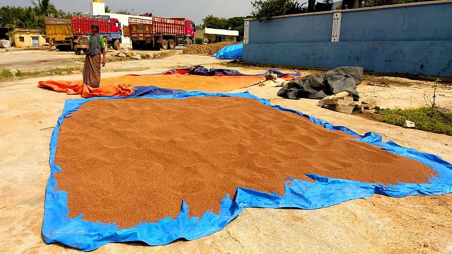 ದೇವನಹಳ್ಳಿ ತಾಲ್ಲೂಕಿನ ಕೊಯಿರಾ ಗ್ರಾಮದಲ್ಲಿ ನಾರಾಯಣಮ್ಮ ಅವರು ಬಿಸಿಲಿನಲ್ಲಿ ರಾಗಿ ಒಣಗಿಸುತ್ತಿರುವುದು