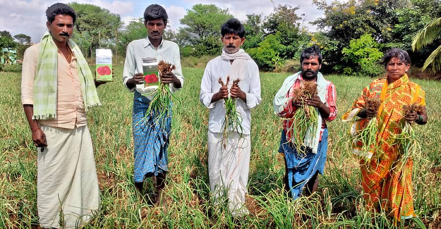 ನಾಯಕನಹಟ್ಟಿ ಸಮೀಪದ ಕಾವಲು ಬಸವೇಶ್ವರ ನಗರದಲ್ಲಿ ರೈತರು ಹಿಂಗಾರು ಹಂಗಾಮಿನಲ್ಲಿ ಬೆಳೆದ ಈರುಳ್ಳಿಯು ಗೆಡ್ಡೆ ಕಟ್ಟದಿರುವುದರಿಂದ ರೈತರು ಕಂಗಾಲಾಗಿರುವುದು.