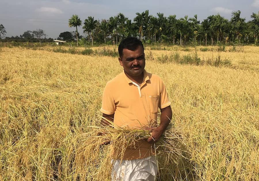 ಗಂಧಸಾಲೆ ಭತ್ತದ ತಳಿಯೊಂದಿಗೆ ಮಳೂರು ಪ್ರಭು.