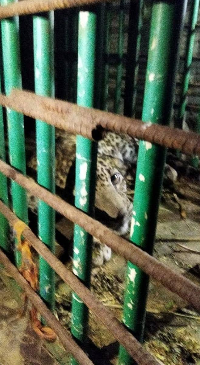 ಅರಣ್ಯ ಇಲಾಖೆ ಅಳವಡಿಸಿದ್ದ ಬೋನಿಗೆ ಚಿರತೆ ಮರಿ ಸೆರೆ ಸಿಕ್ಕಿದೆ.