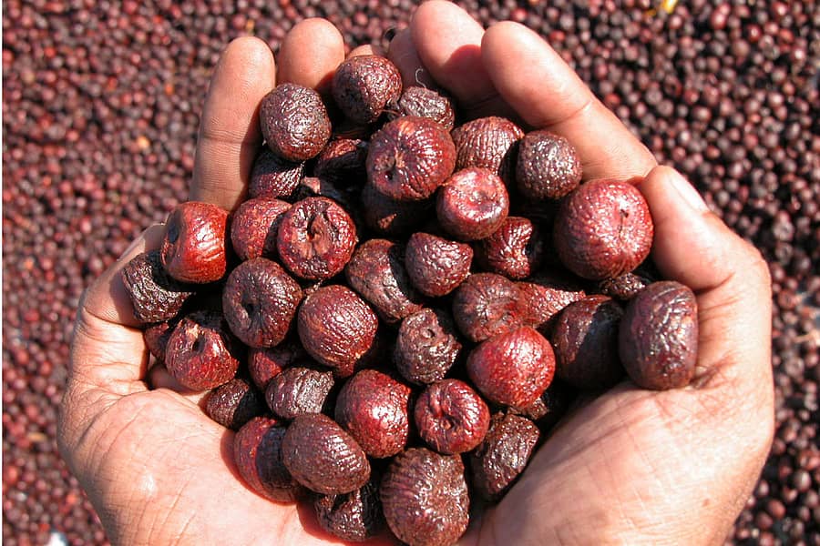 ಮಲೆನಾಡಿನ ಅಡಿಕೆ