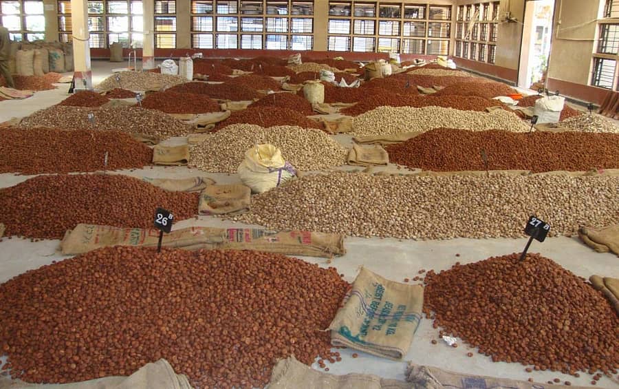 ಶಿರಸಿಯ ಟಿಎಸ್ಎಸ್ ಸಂಸ್ಥೆಯ ವ್ಯಾಪಾರಿ ಅಂಗಳದಲ್ಲಿ ರಾಶಿ ಹಾಕಲಾಗಿರುವ ಕೆಂಪಡಿಕೆ ಮತ್ತು ಚಾಲಿ.