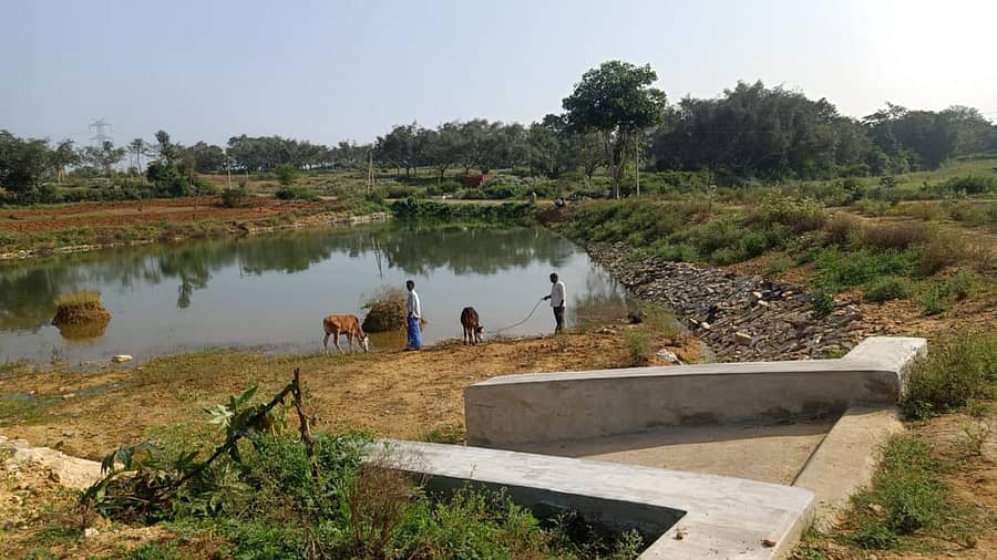 ಹನುಮನಹಳ್ಳಿ ಗ್ರಾಮದ ತೋಪಿನಕೆರೆ ಅಭಿವೃದ್ಧಿಯ ನಂತರ ದನಕರುಗಳಿಗೆ ರೈತರು ನೀರು ಕುಡಿಸುತ್ತಿರುವುದು